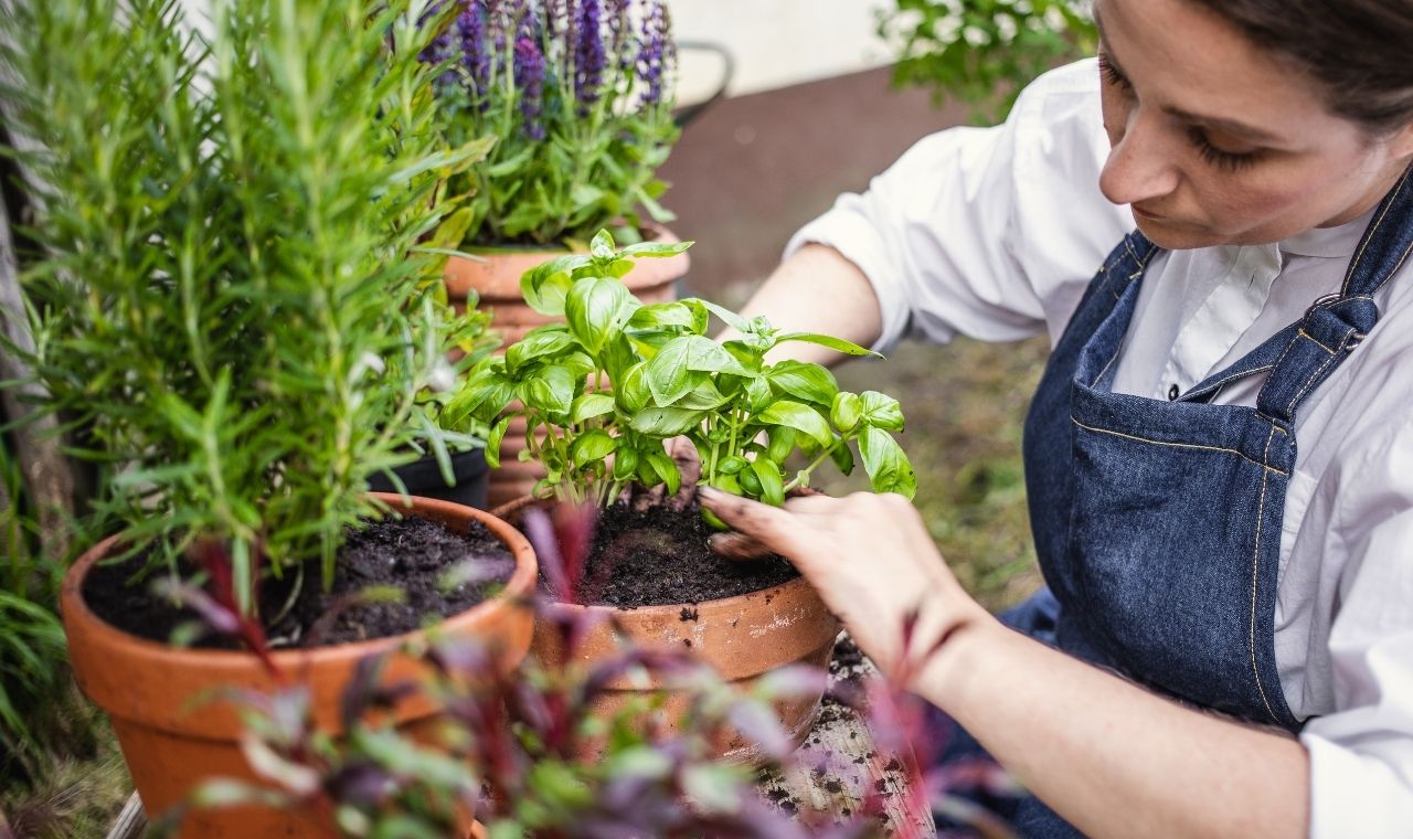 know what you're planting and think through the herb garden layout