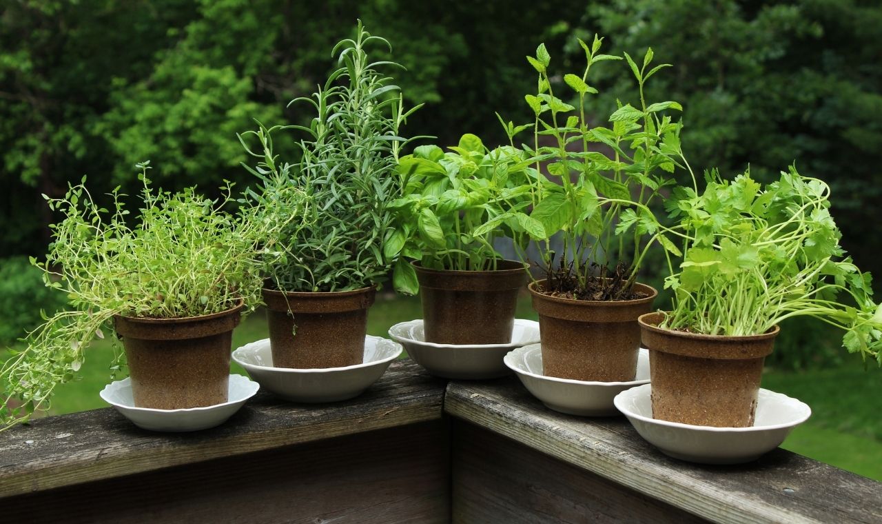 pick a sweet spot for your herb garden
