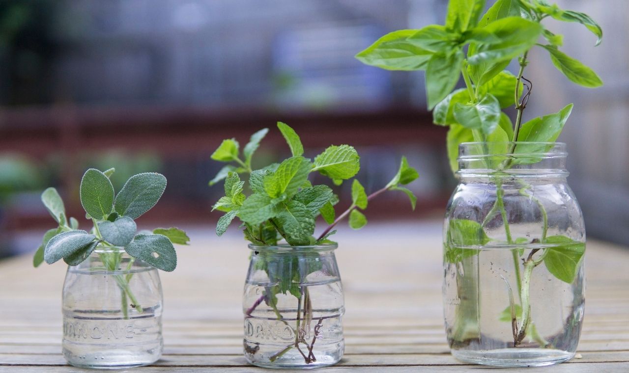 sprout herb trimmings