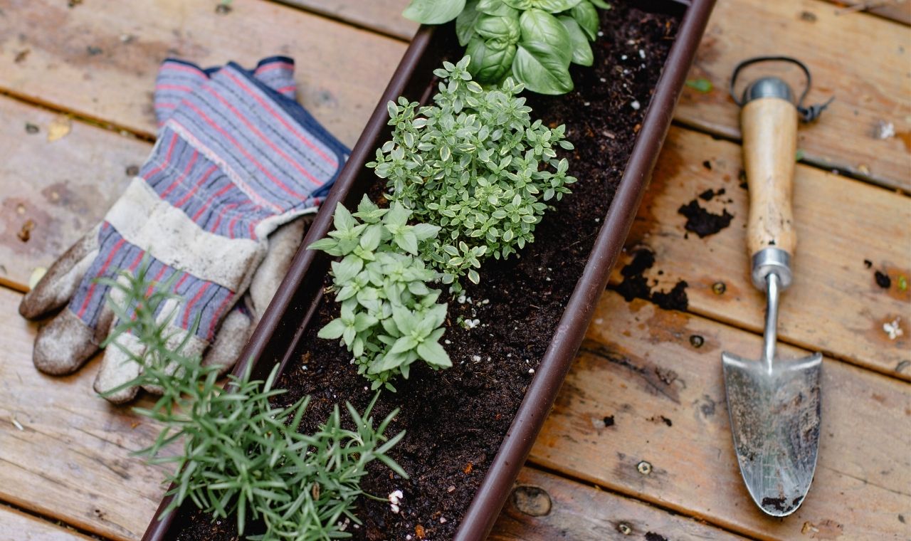 start off your herb garden simple