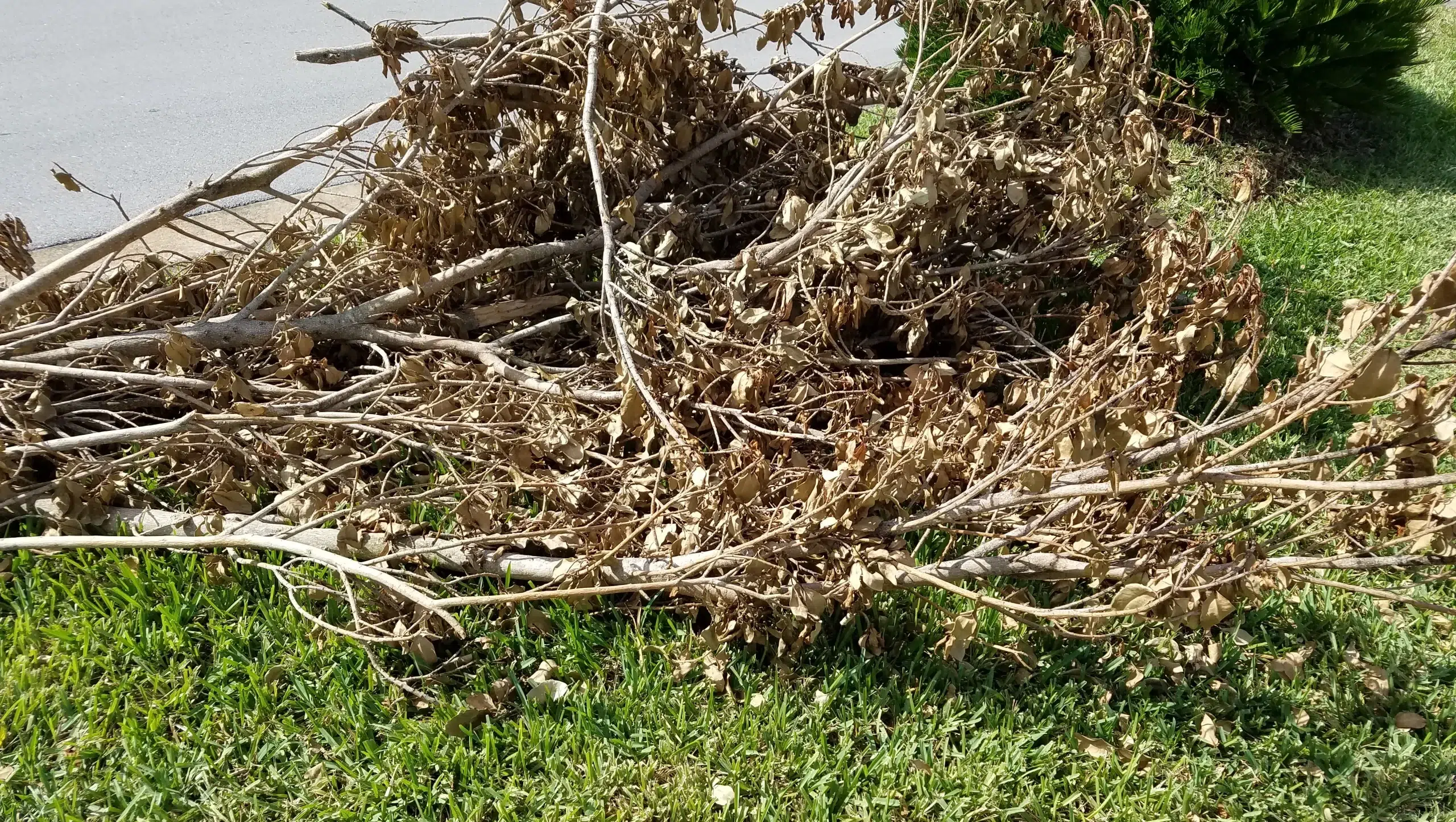 636558563546602925-Yard-debris