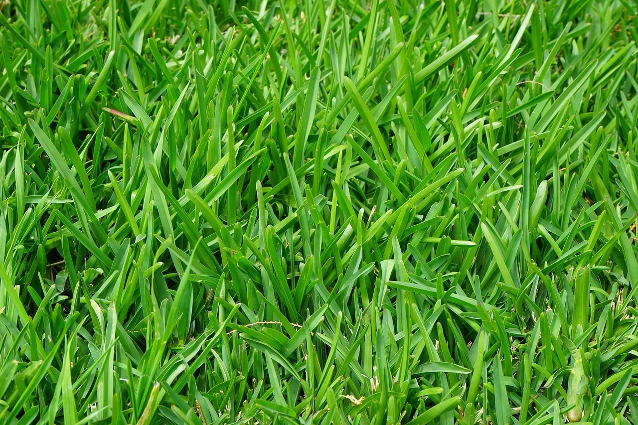 nitty-gritty of grass seeding costs and make some calculations