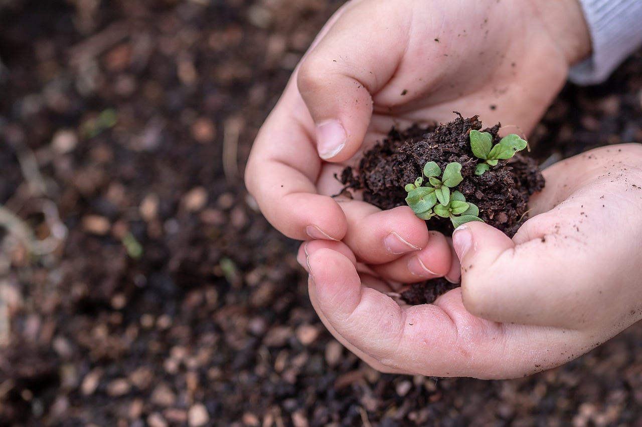 2. Seed and Plant Sharing