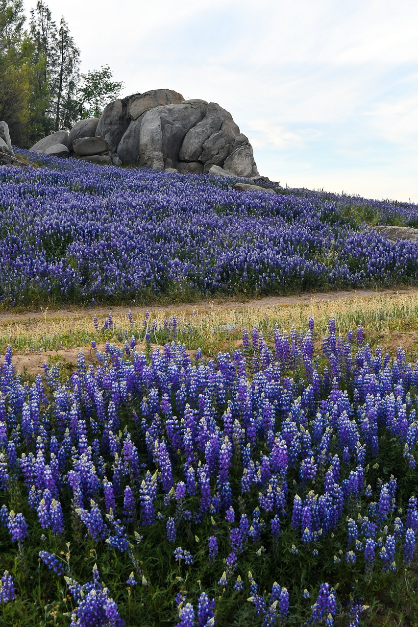 lupine-7123986_1280