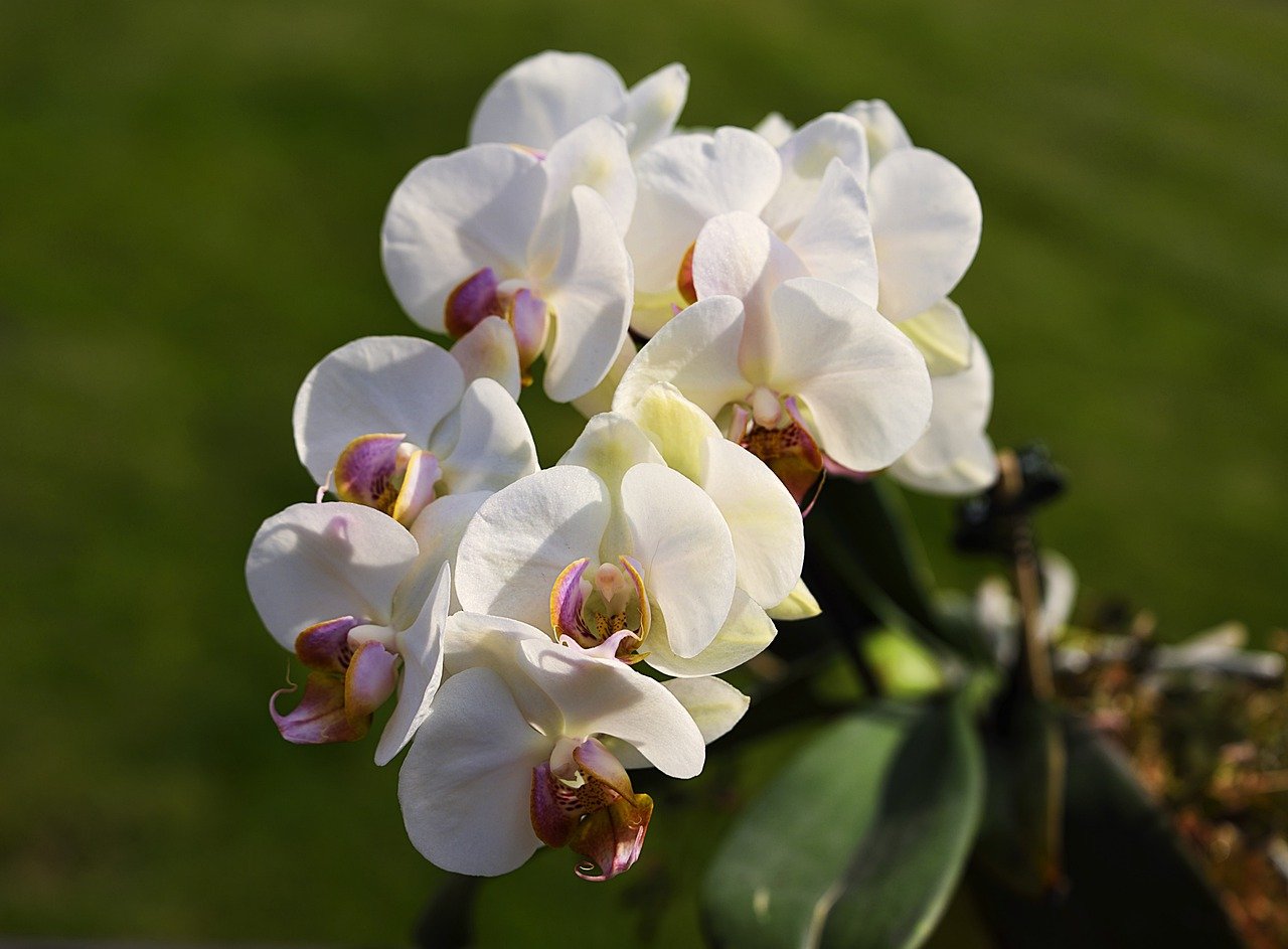 Orchids: Exotic and Elegance