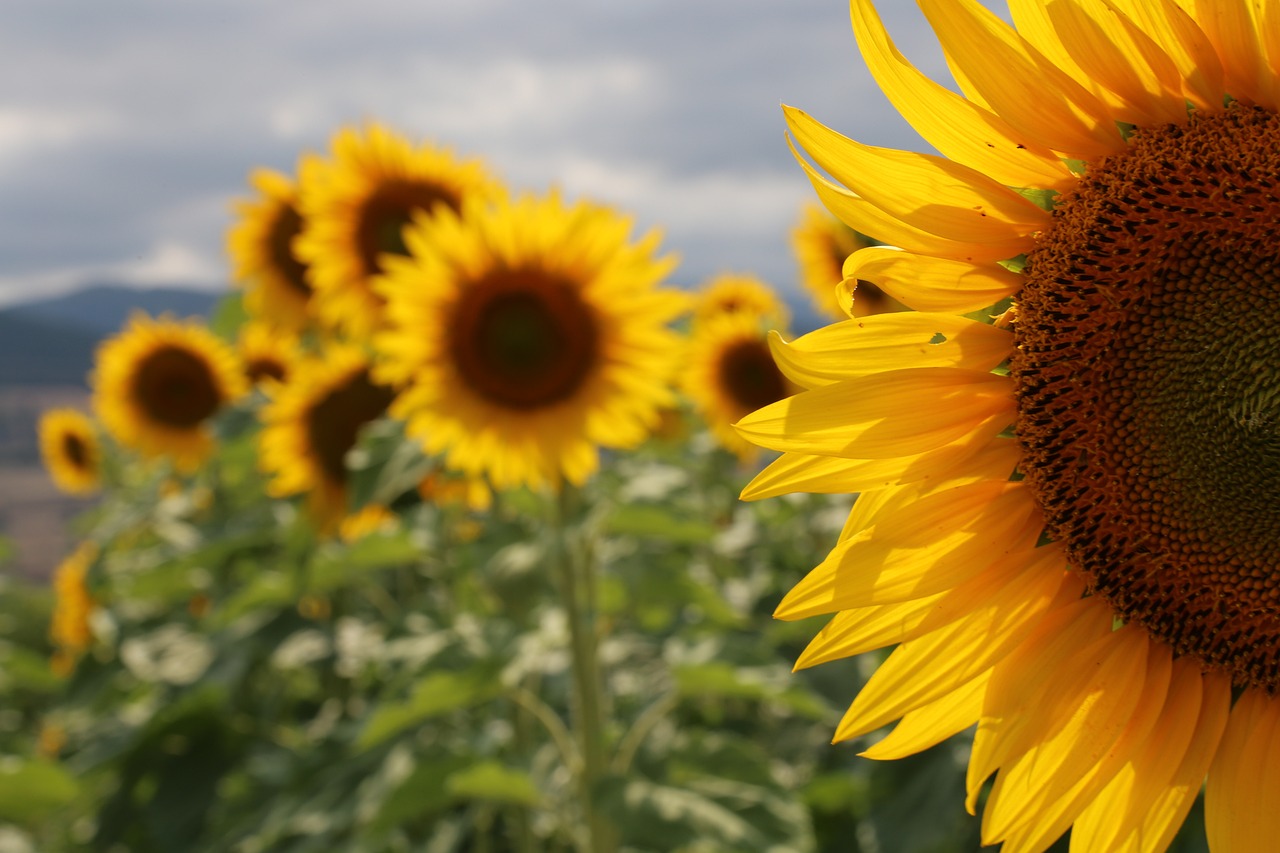 Sunflowers: Radiating Joy and Positivity