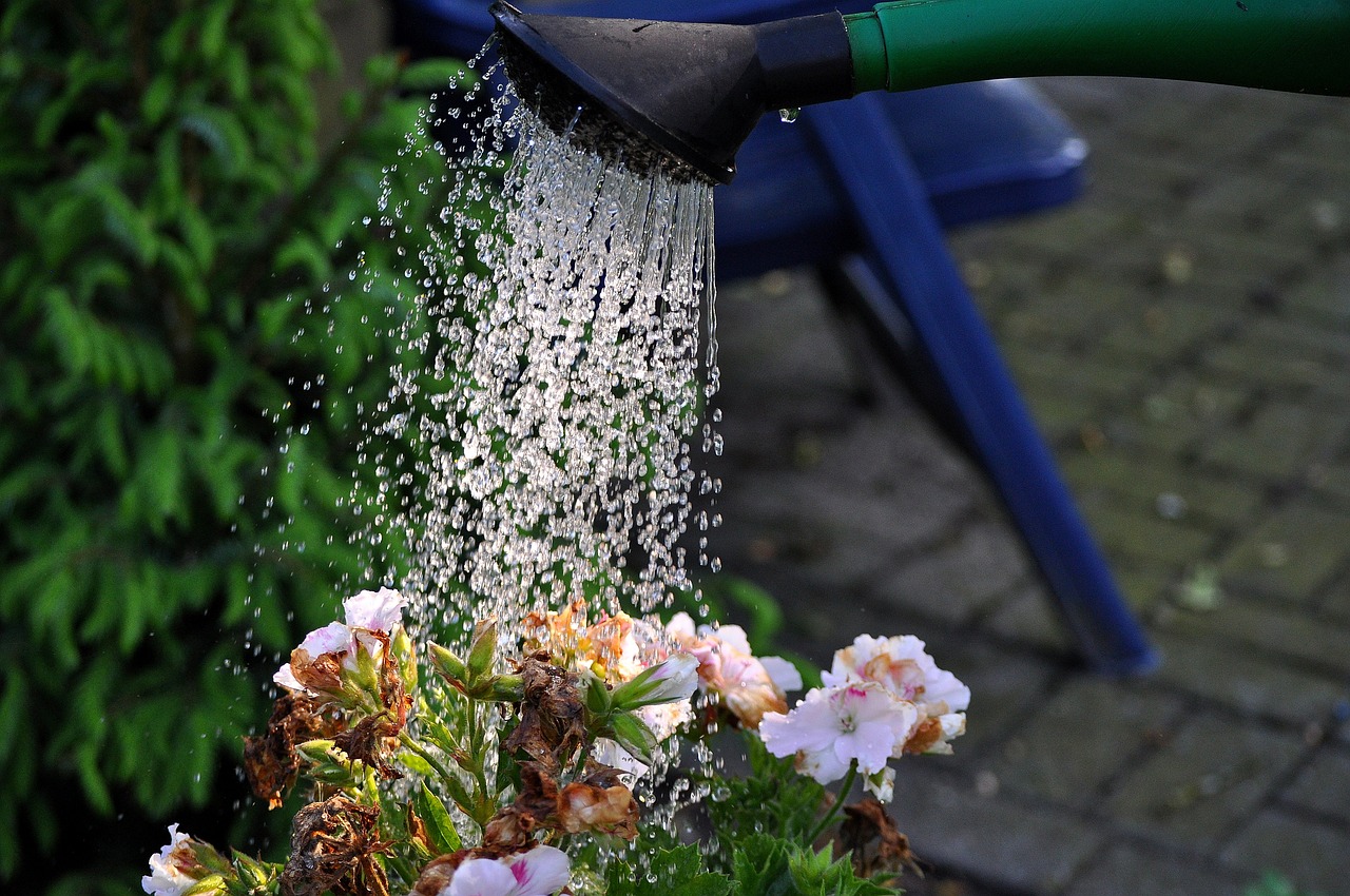 Adjusting Watering Frequency with Seasons