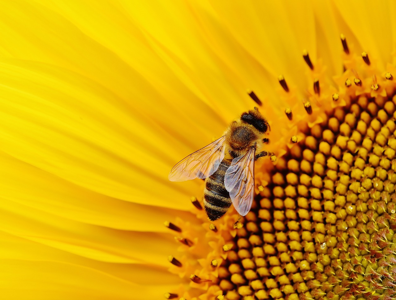 Benefits of The Bees