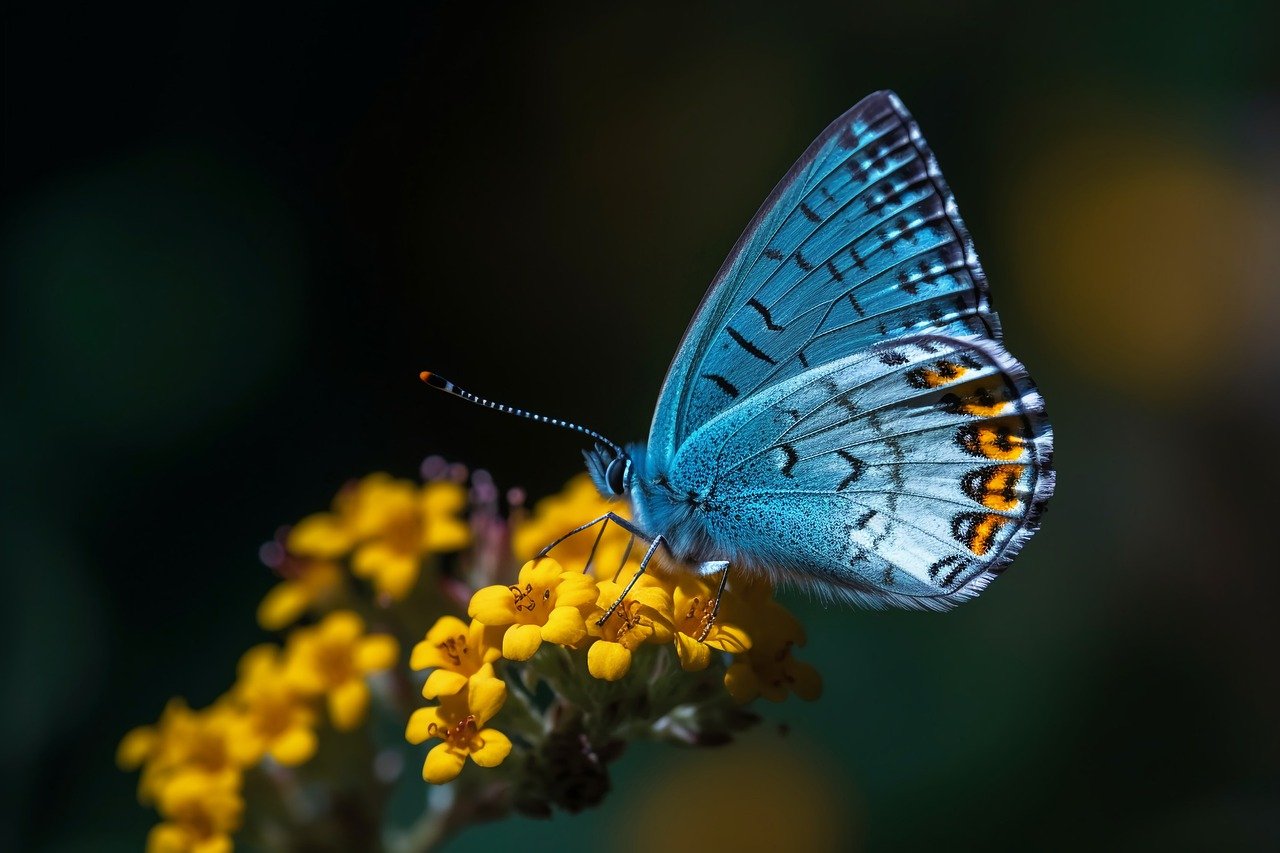 Contribute to Pollinators Conservation