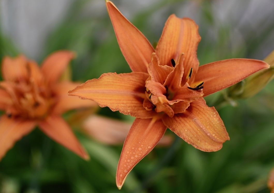 Daylilies - Pets-Friendly plants