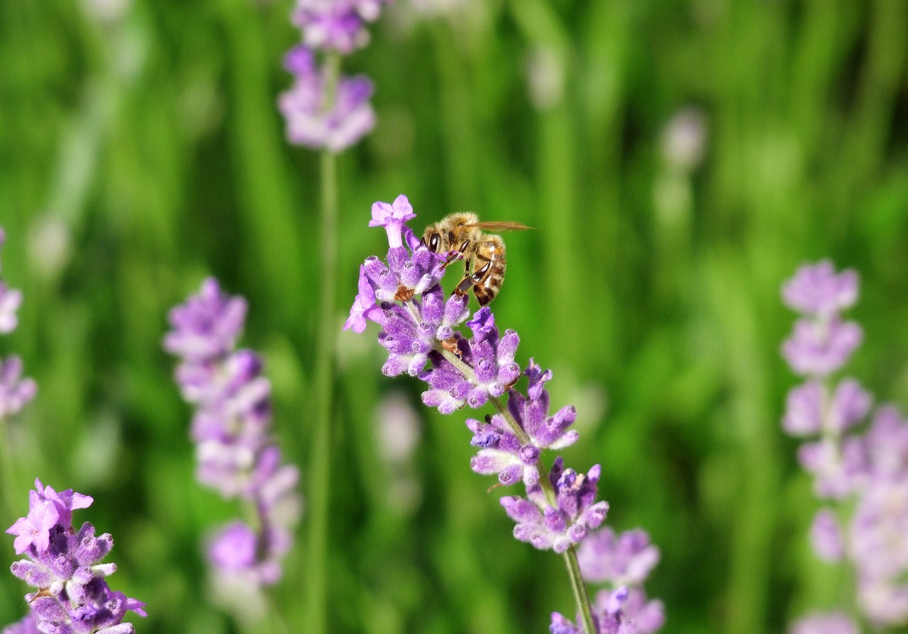 Lavender