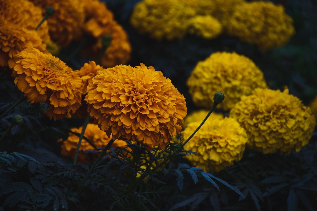 Marigolds