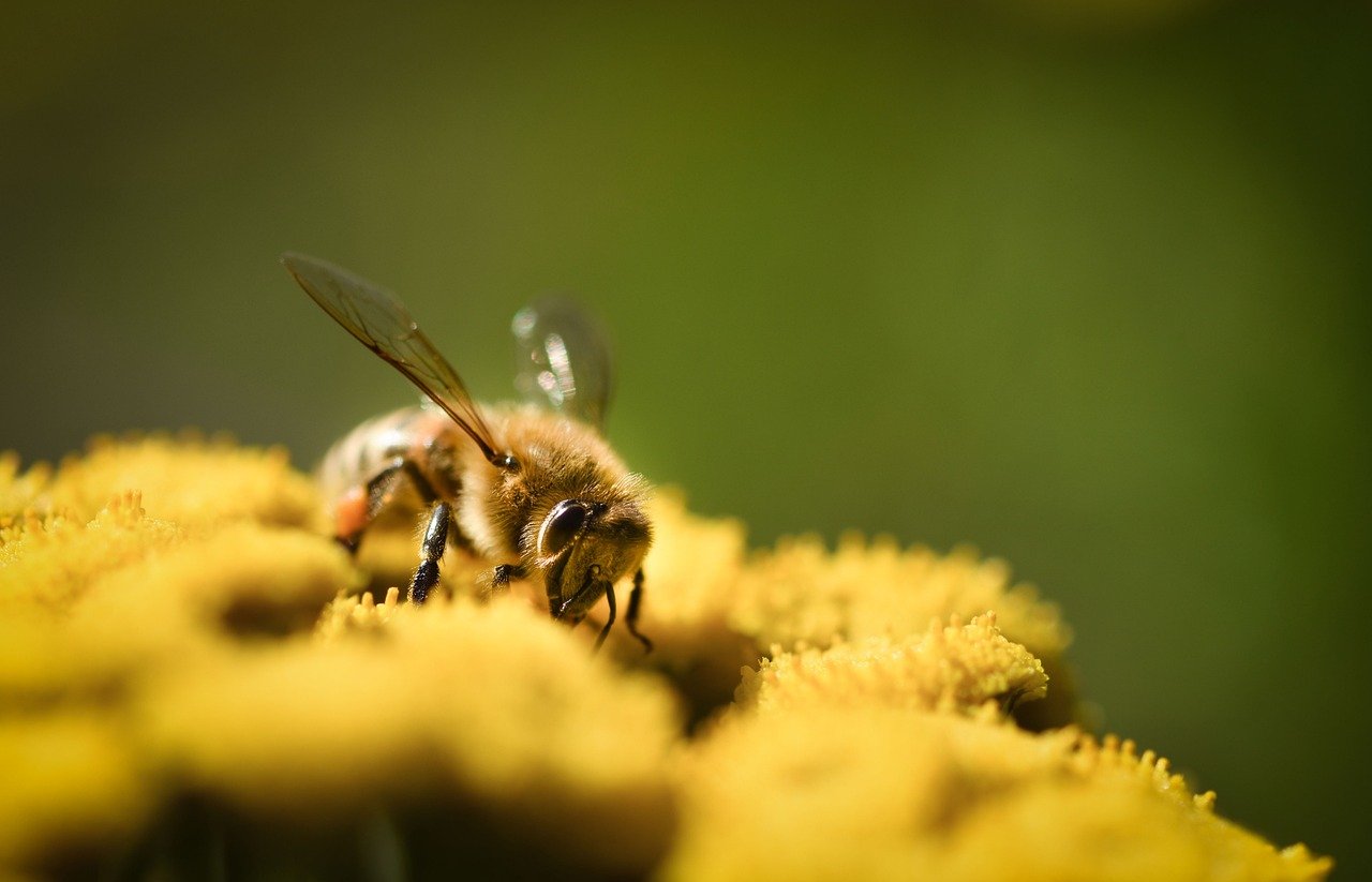 Practical Tips for a Successful Bee Garden