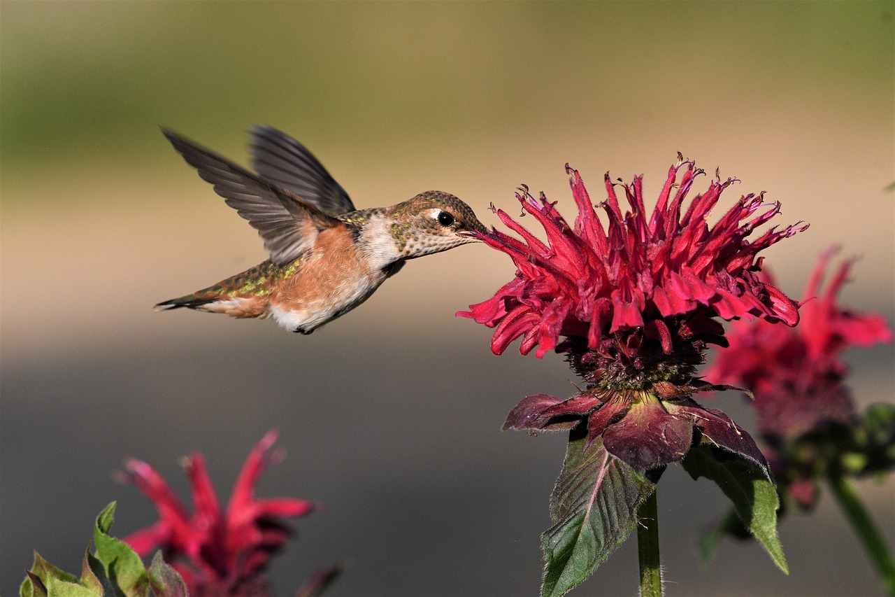 The Importance of Pollination