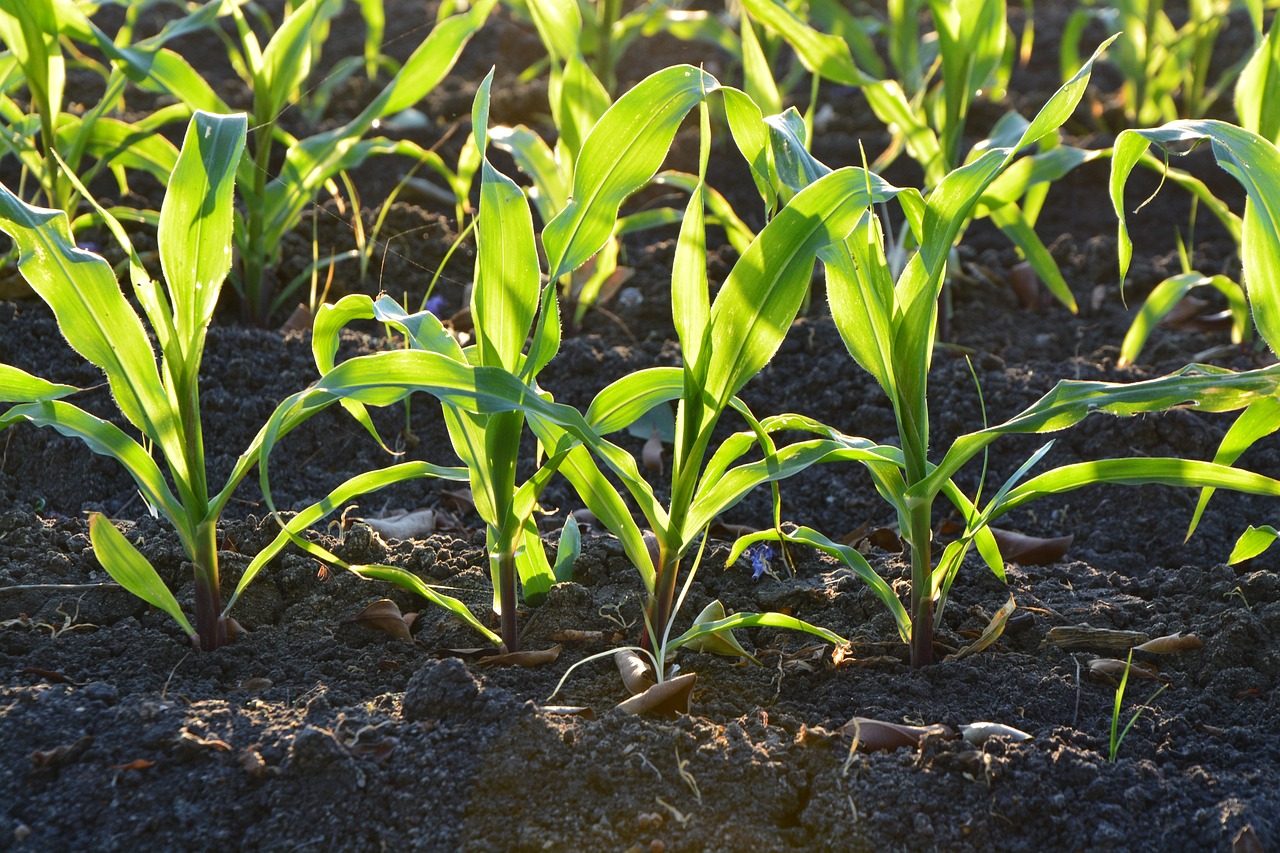 Why Does Fertilization Matter?