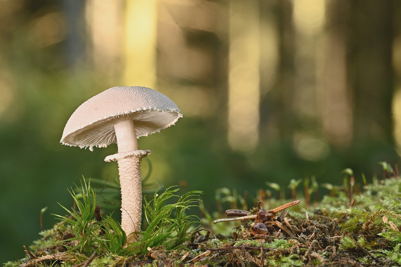 Fungus