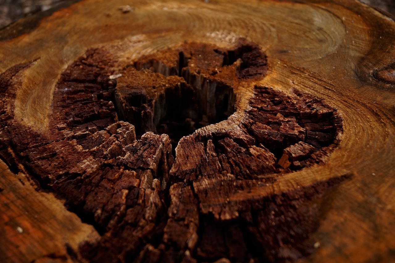 Bark and Trunk Condition