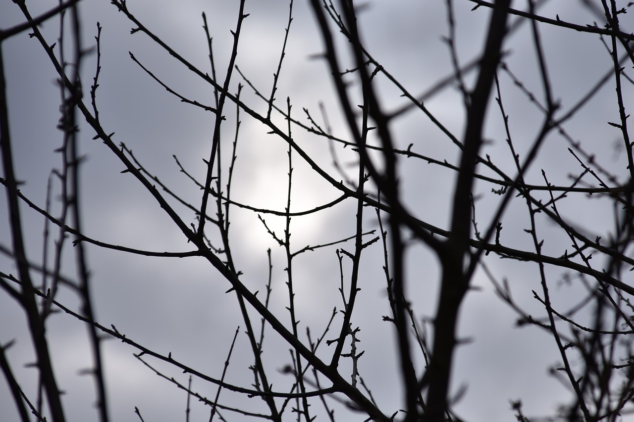 Branches of a Sick Tree