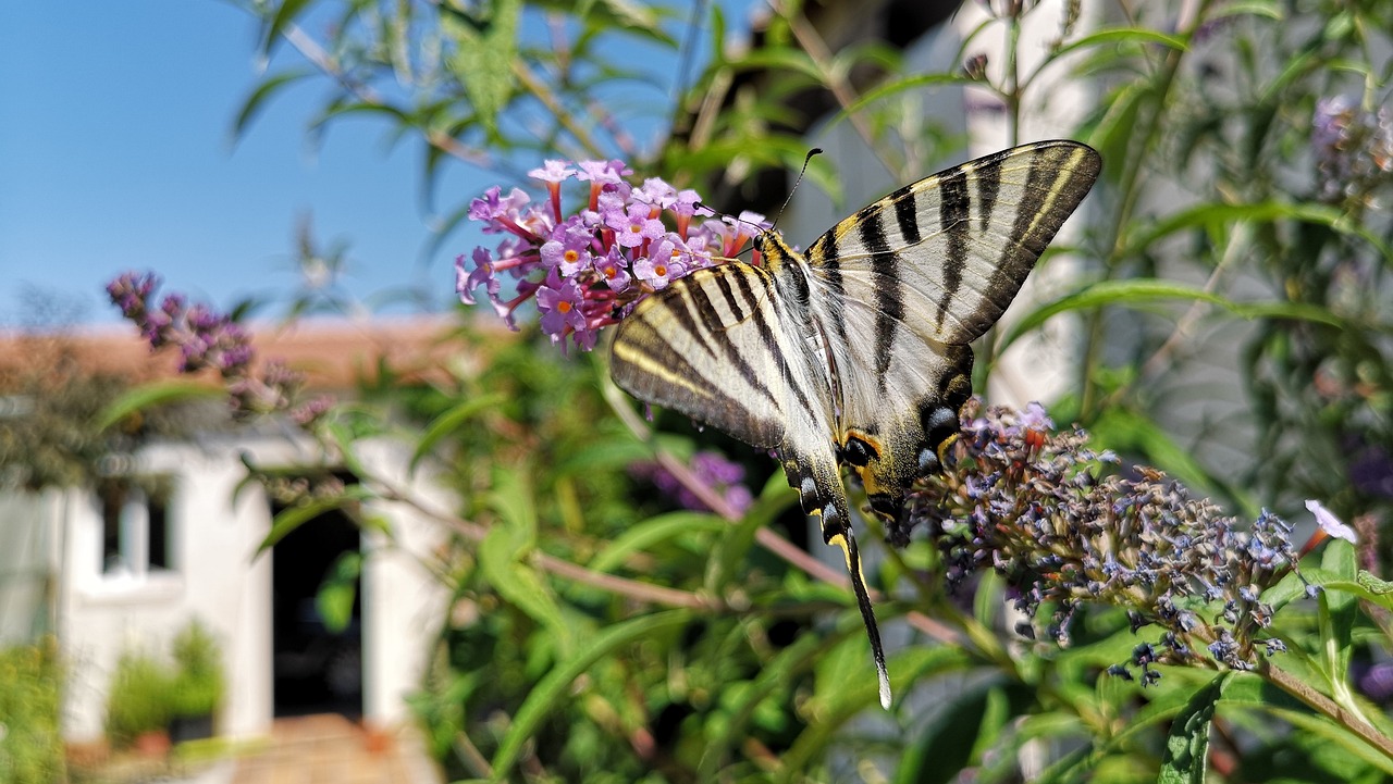 Butterfly Bush for More Pollinators