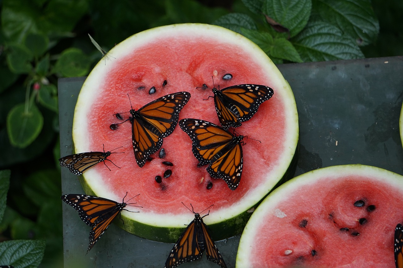 Butterfly Garden