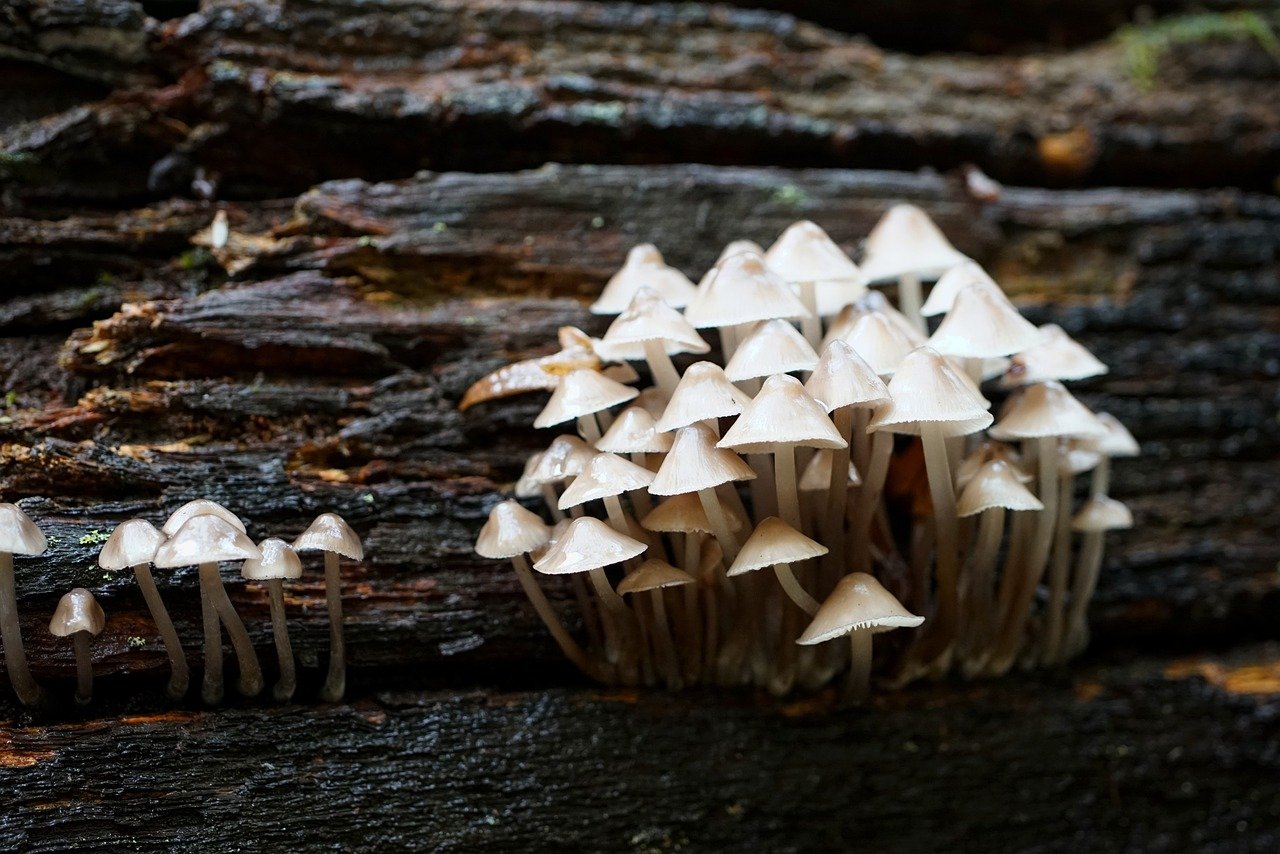 Fungi and Mushroom Growth to Your Sick Tree