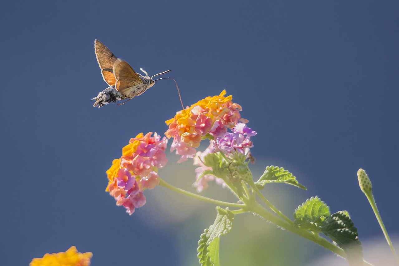 Lantana 