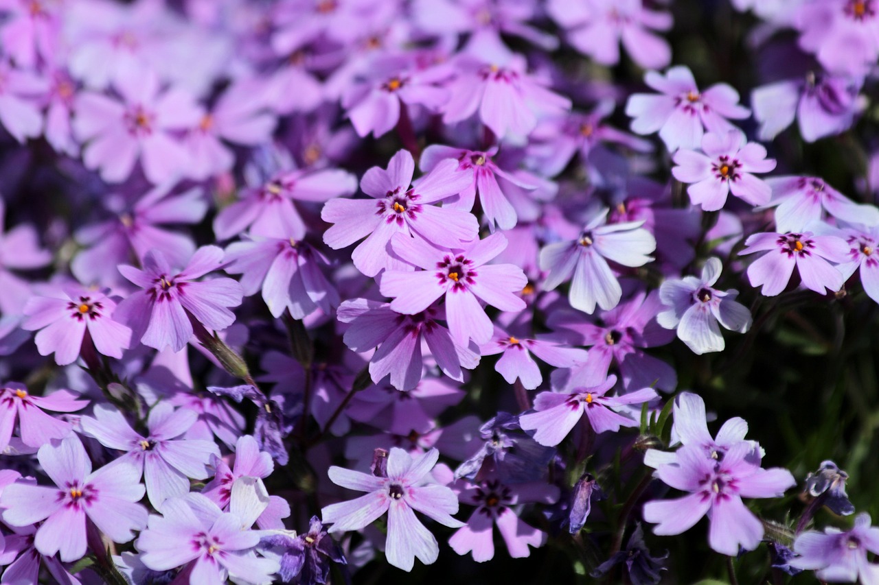 Phlox for Butterflies