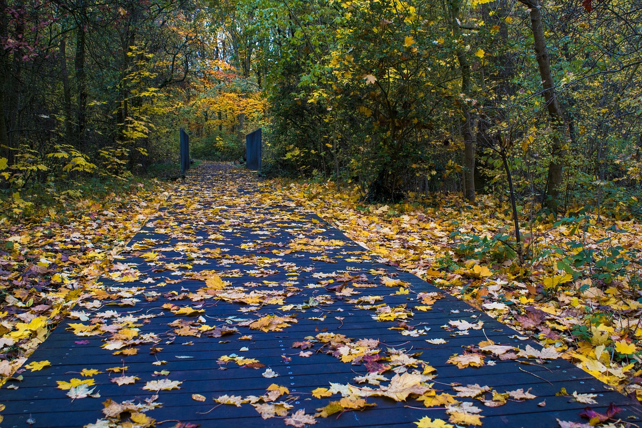 The Beauty of Leaf