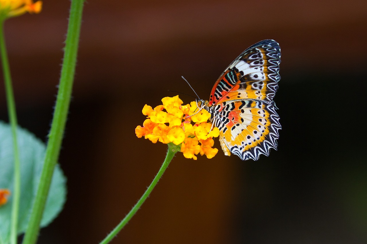 What Are Butterflies?