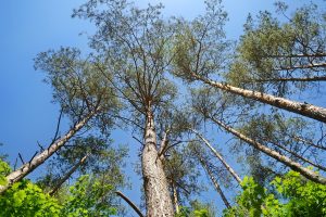 Easy Steps to Handle a Deceased Tree in The Garden