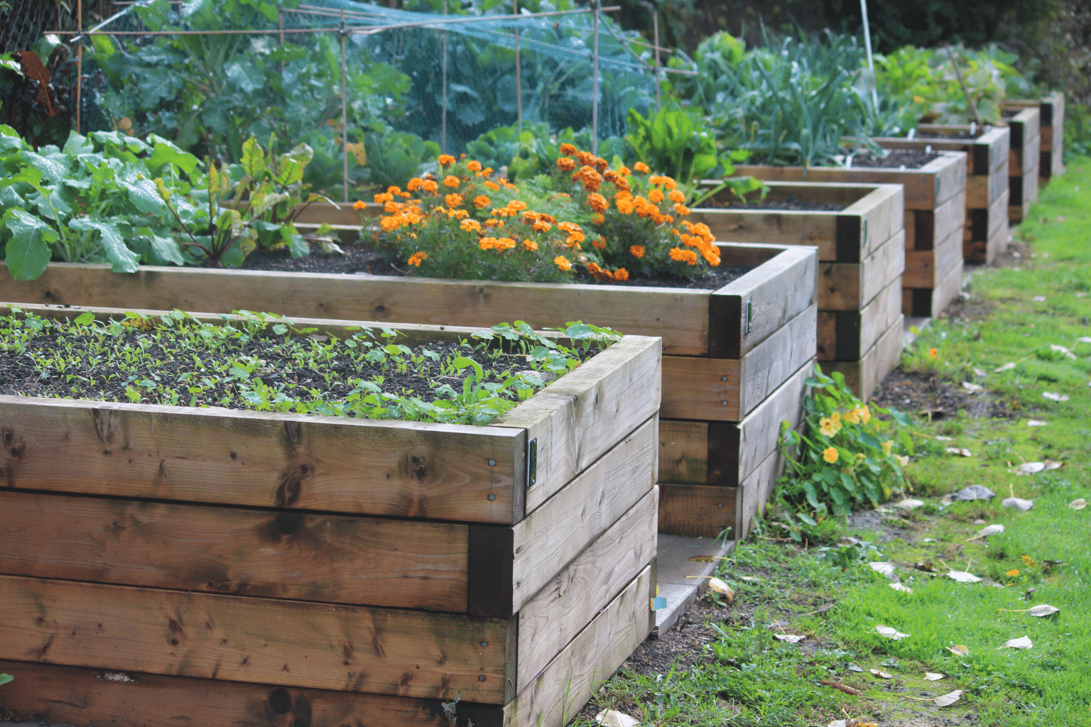 raised beds in South East London garden