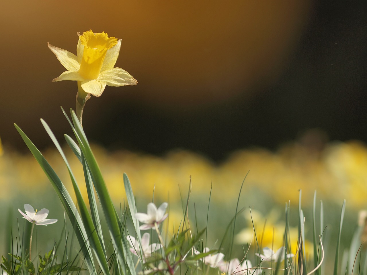 Daffodils