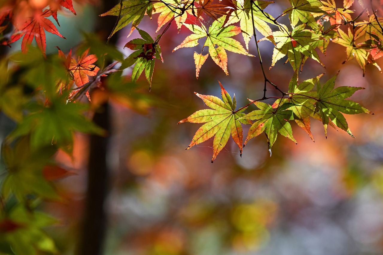 The Best Guide to Choose Plants for The Autumn Season