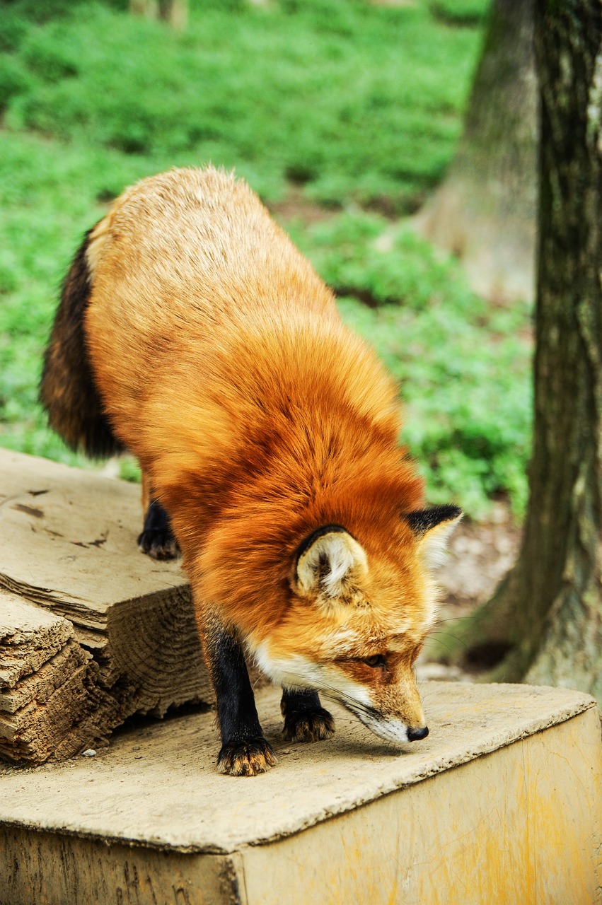 Top 7  effective strategies to keep foxes away from your garden in South East London
