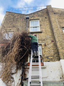 How to Clean an Overgrown Garden in Brockley, SE4 Round