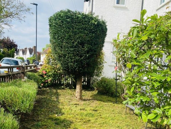 DIY Garden Clearance: How to Tame Your Wild Garden