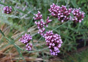 Top 5 Plants That Thrive in Camberwell Gardens (SE5)