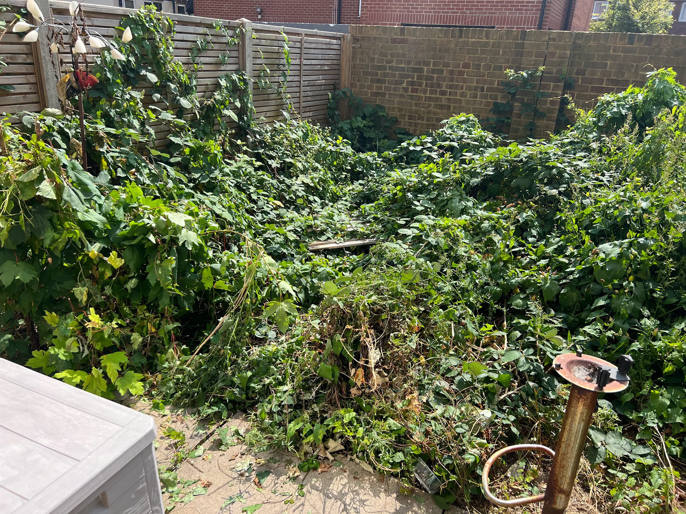 before-garden-clearance3 Garden Clearance before