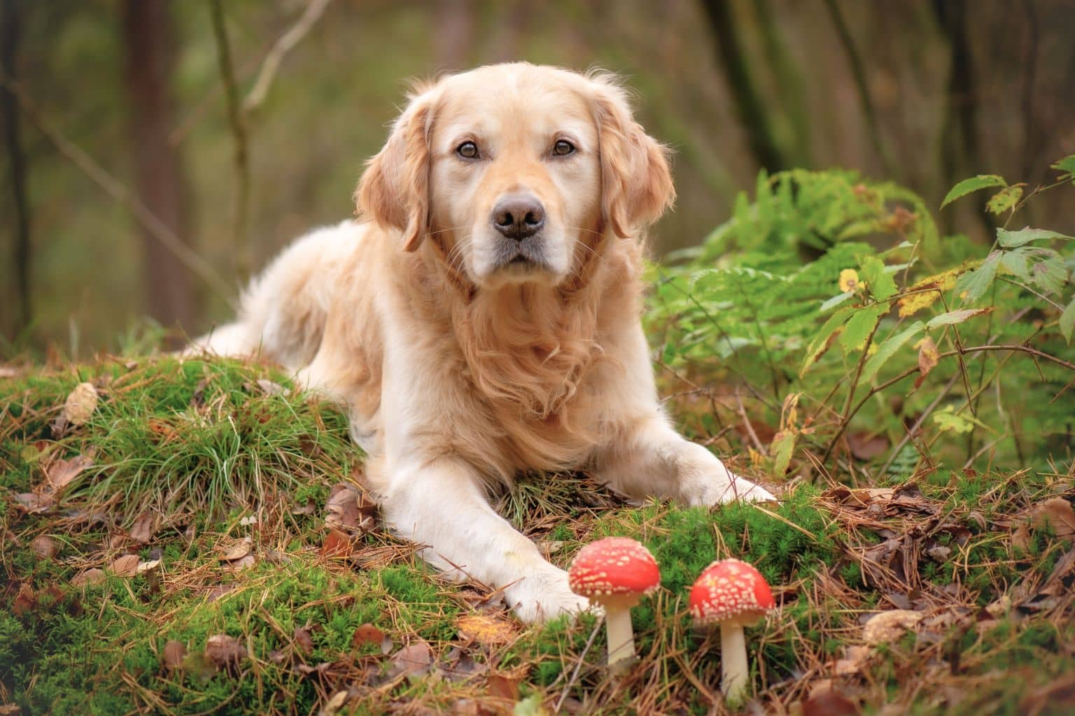 dog with mushrooms
