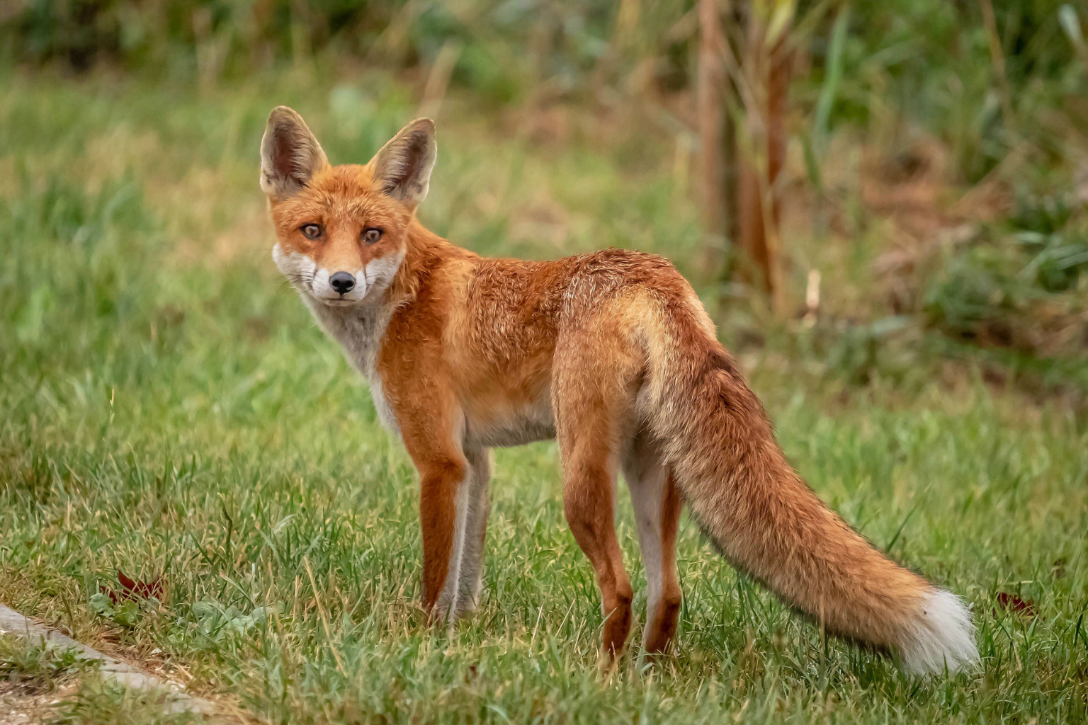 fox-in-a-garden