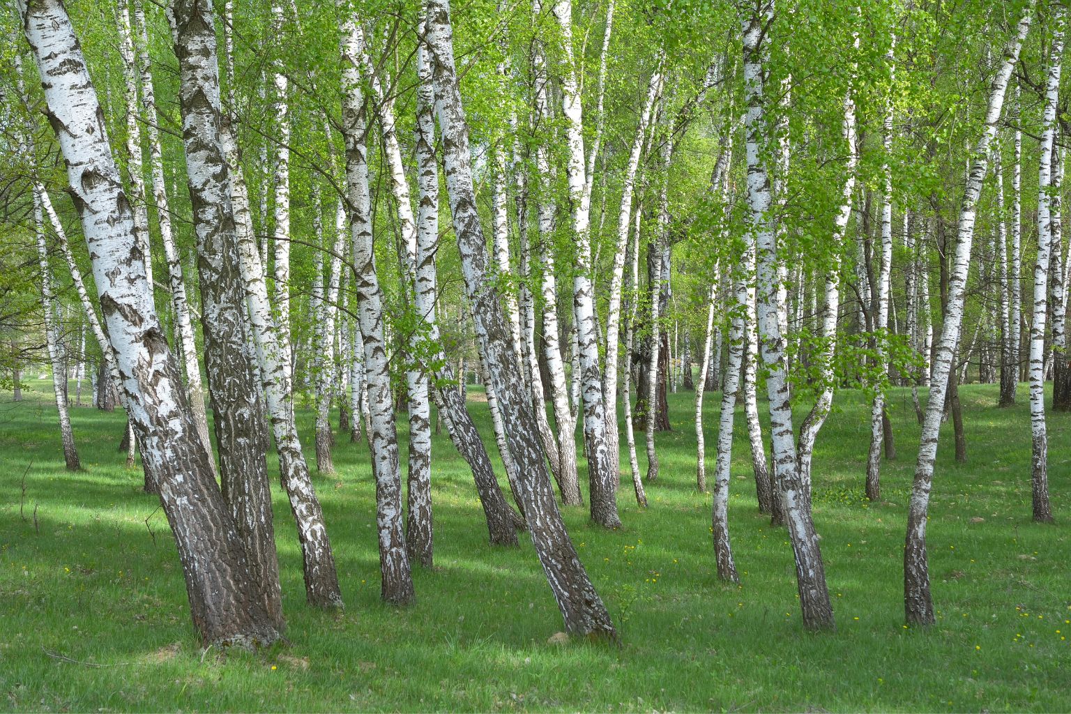 betula pendula
