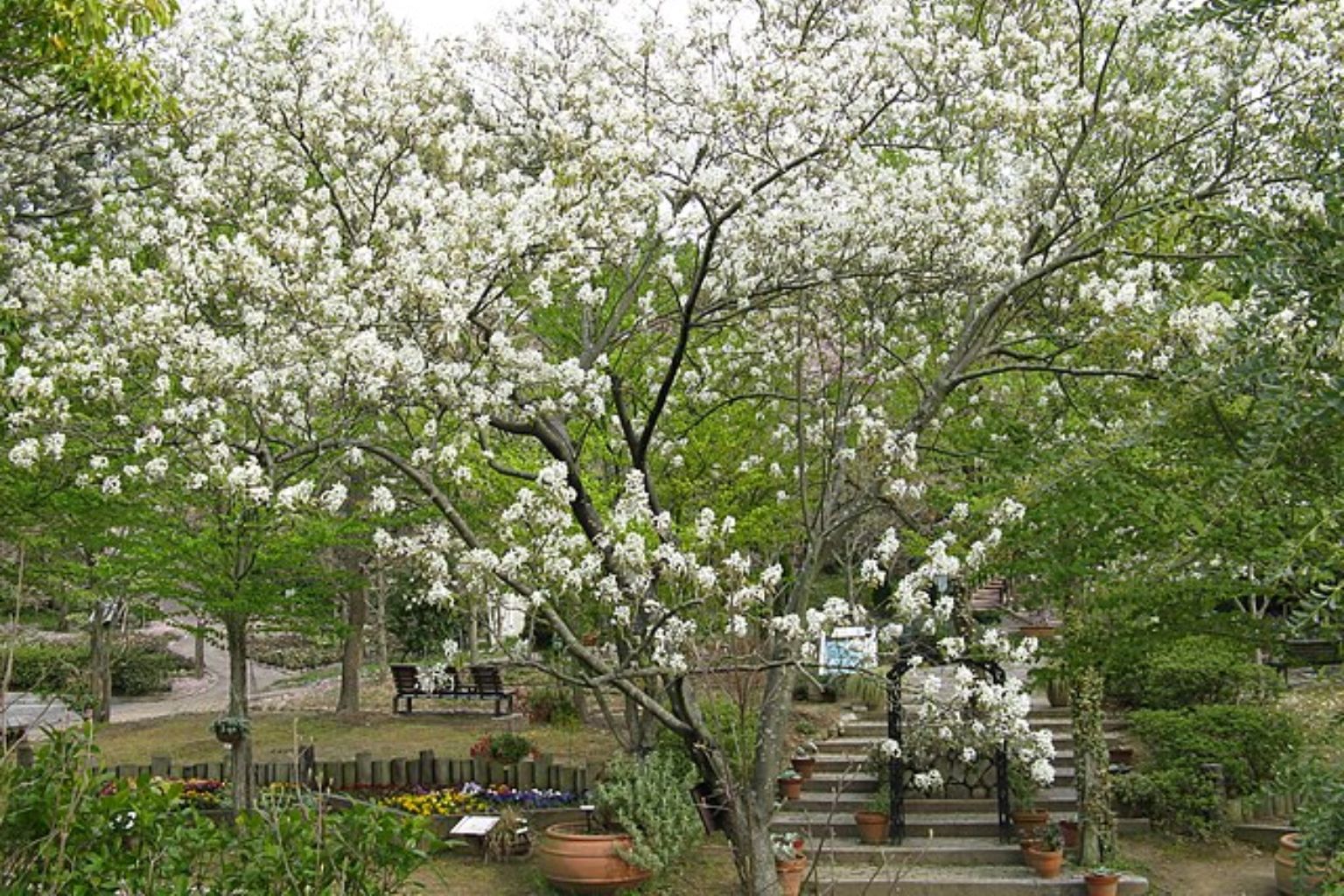 amelanchier