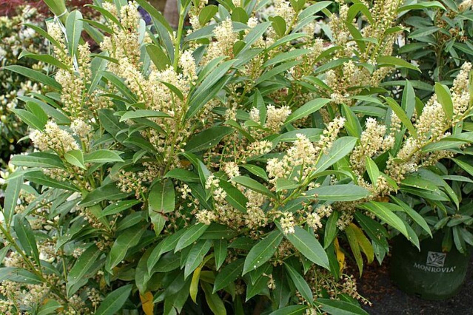 cherry laurel
