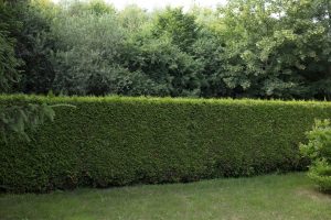 hedges in a south east london garden