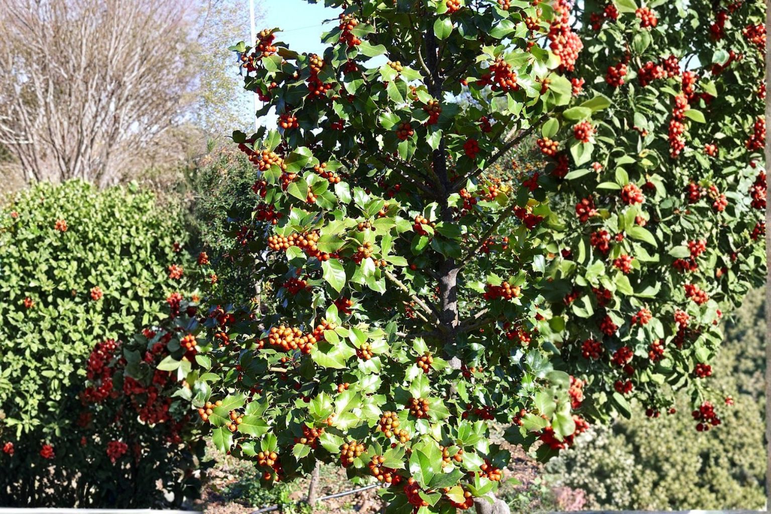 holly