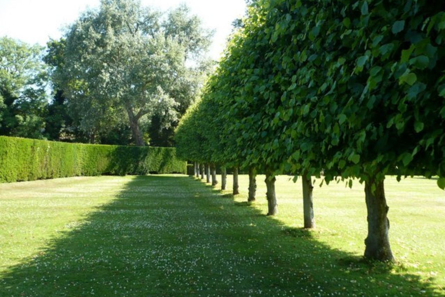 pleached trees