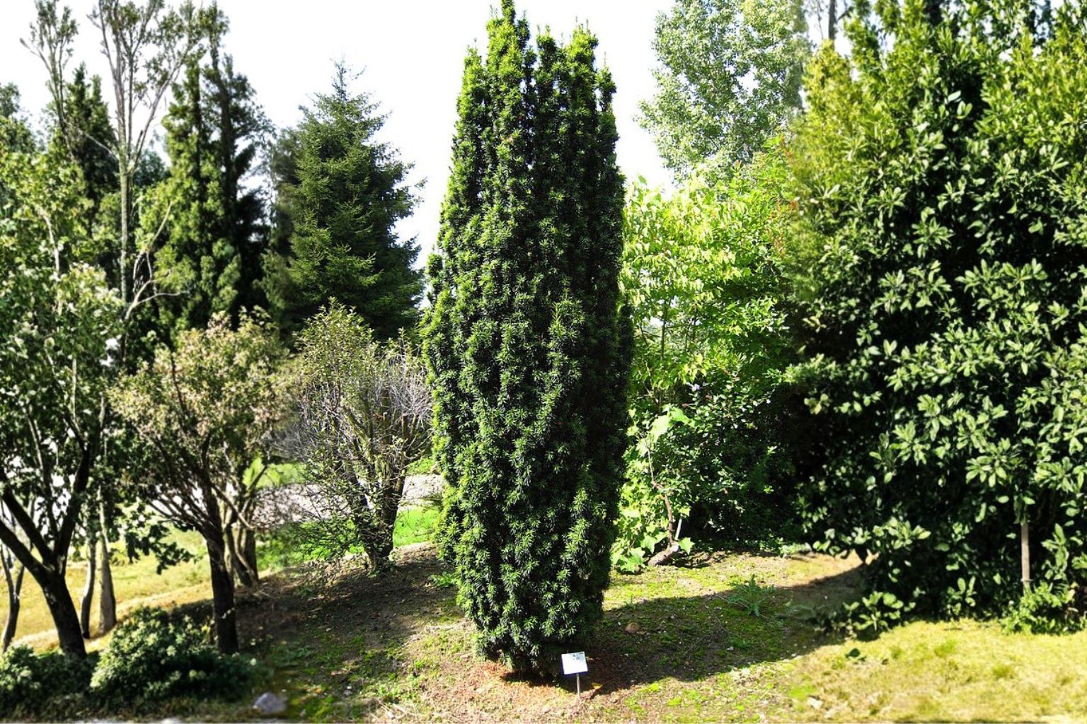 taxus baccata