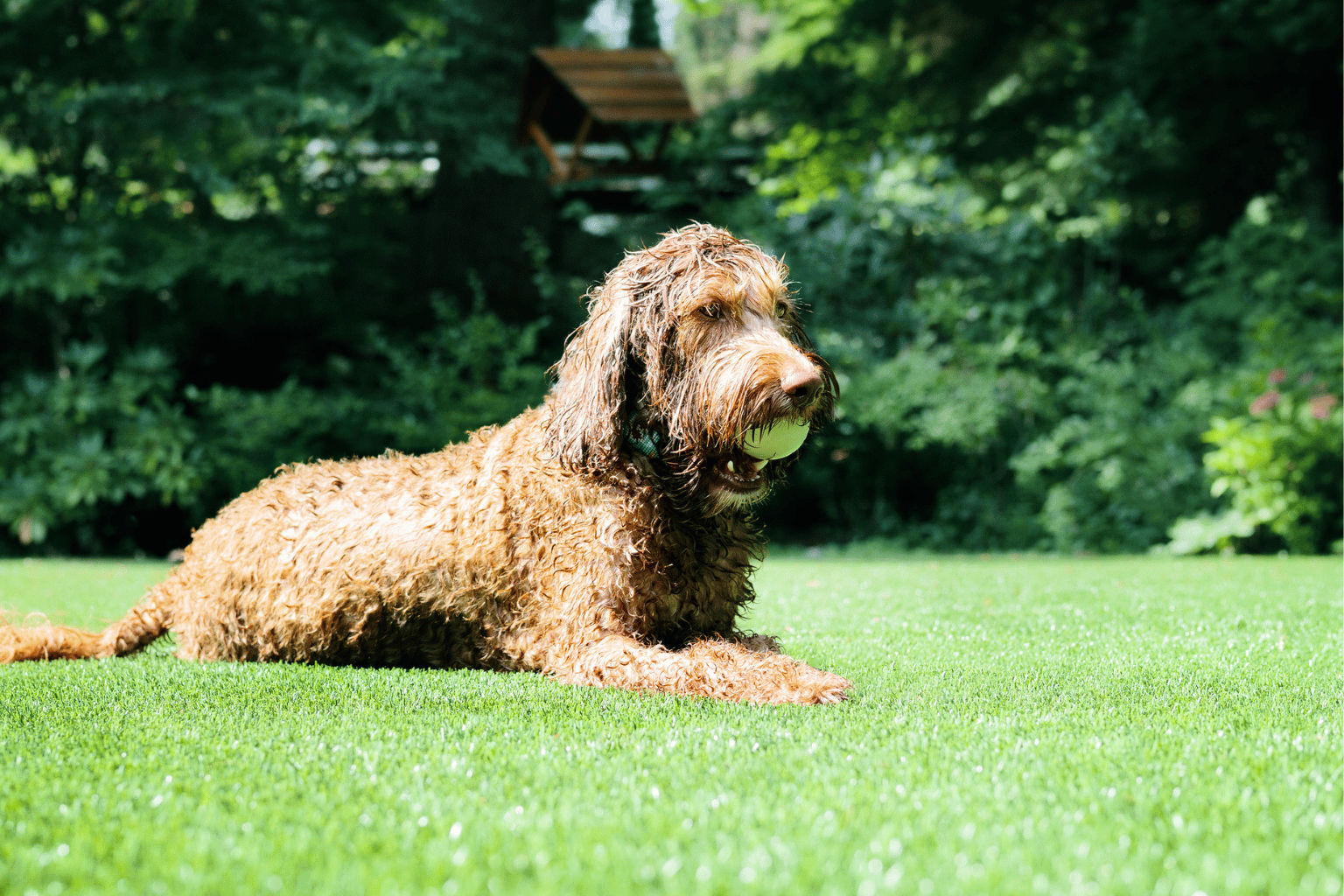 Dog lying on artificial grass in South East London garden - Urban Gardeners