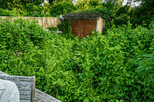 Overgrown garden in South East London with long grass, leggy shrubs and fallen leaves before clearance