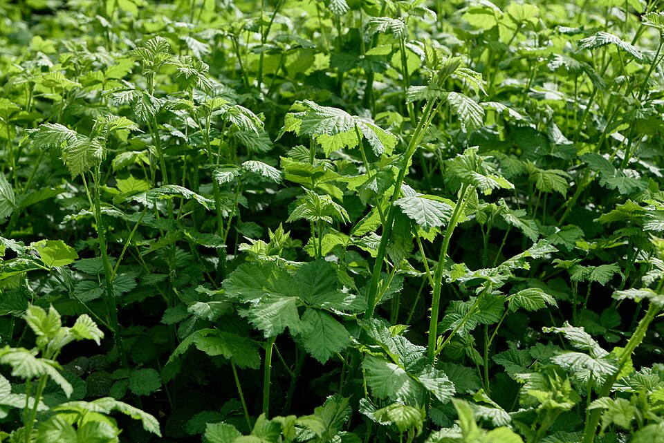Rubus_fruticosus brambles